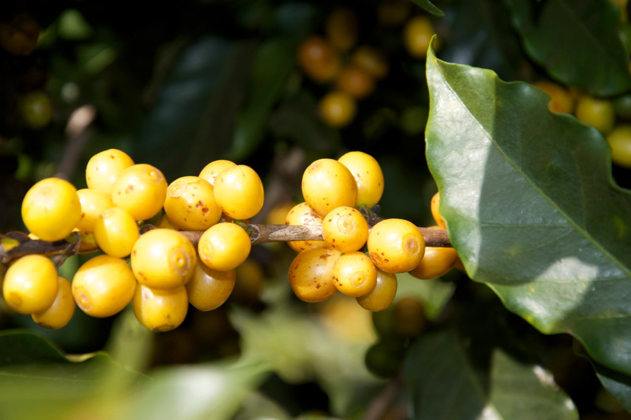 Brasil Fazenda Sao Silvestre