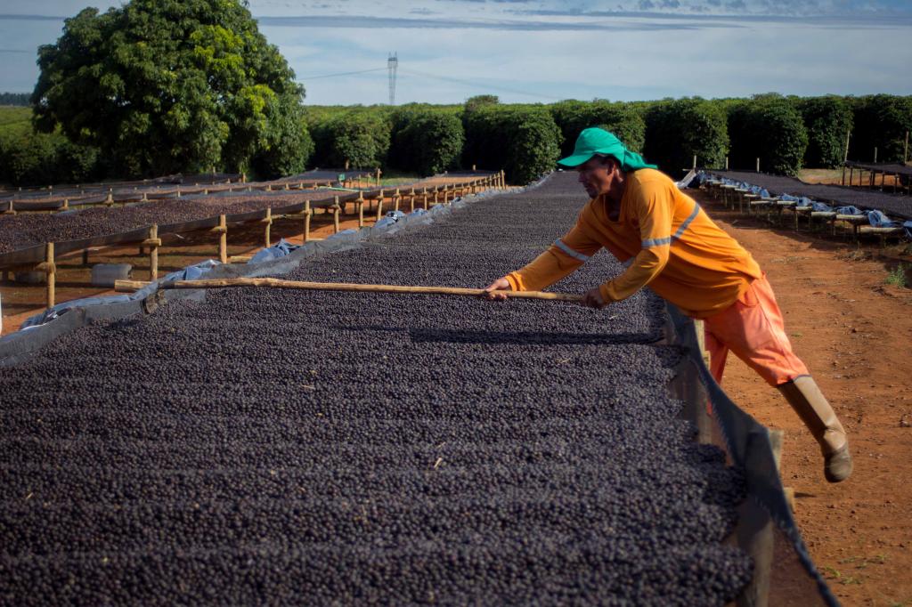 Brasil Fazenda Sao Silvestre