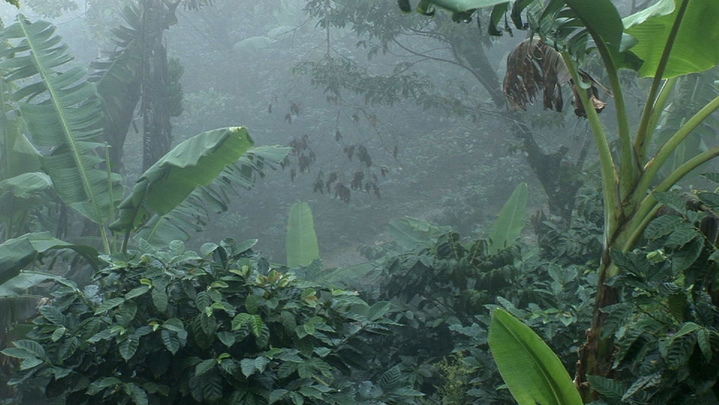Guatemala Lampocoy