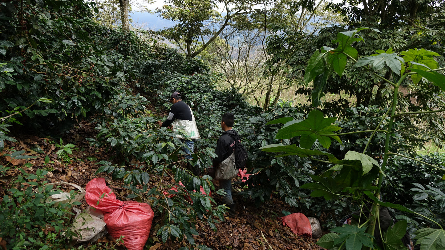 Guatemala Lampocoy
