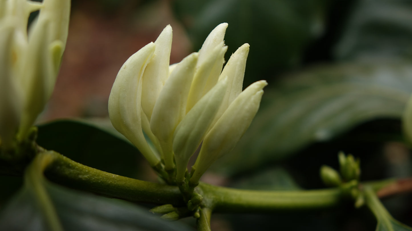 Guatemala Lampocoy