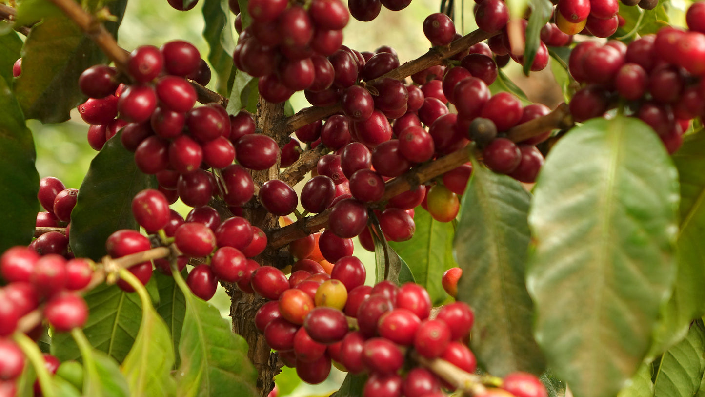 Guatemala Lampocoy
