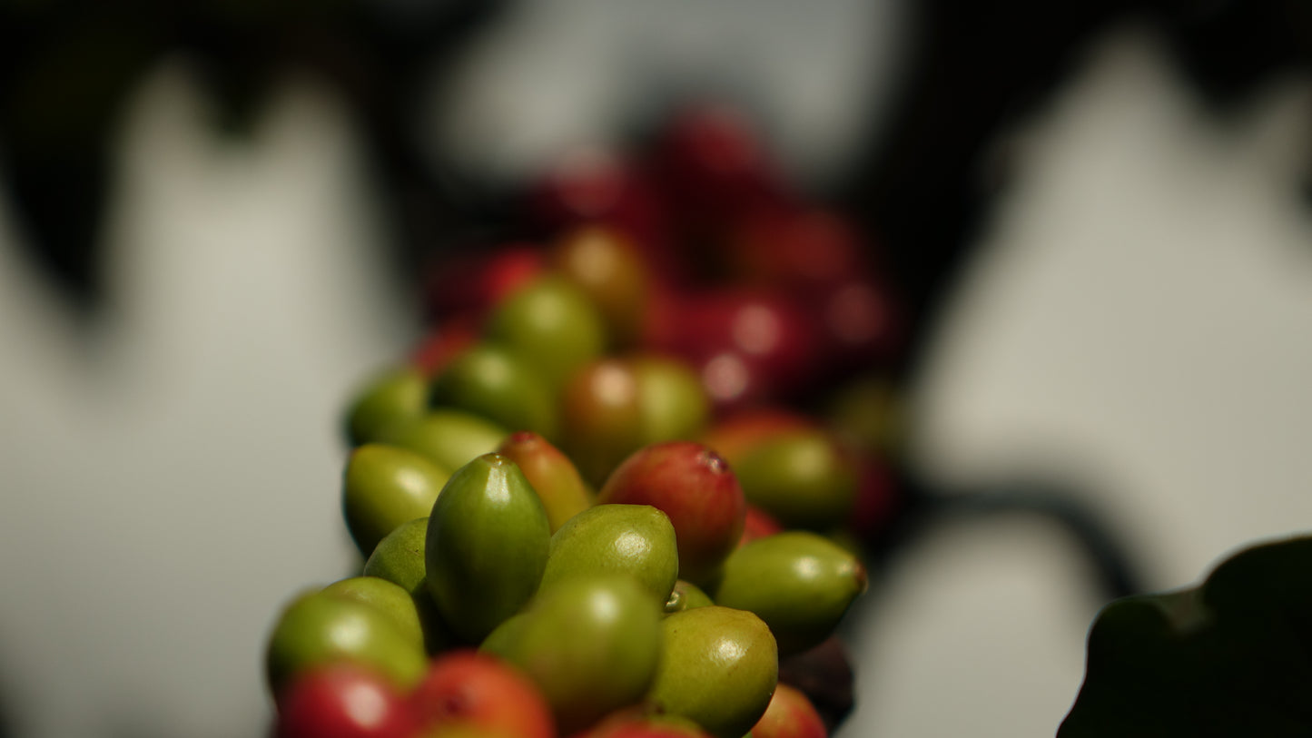 Guatemala Lampocoy